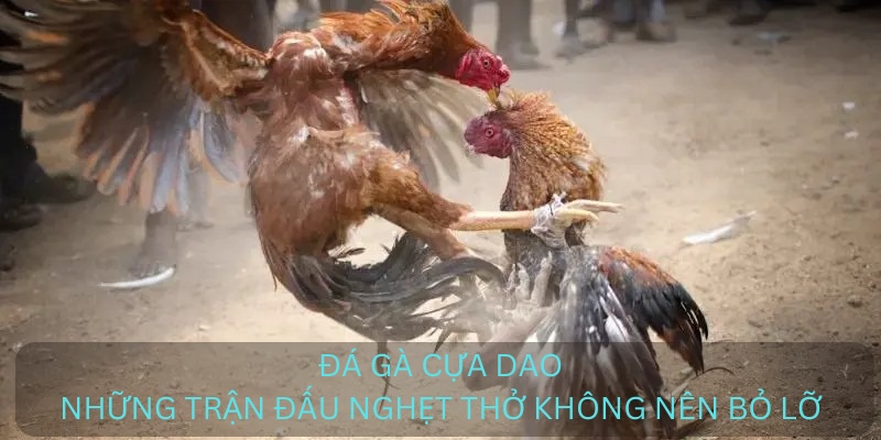 Đá gà cựa dao - Những trận đấu nghẹt thở không nên bỏ lỡ