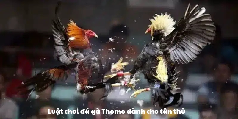 Luật chơi đá gà Thomo chi tiết